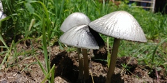 Panaeolus antillarum image