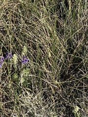 Castilleja pilosa