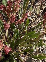 Rumex paucifolius
