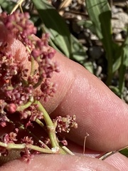 Rumex paucifolius