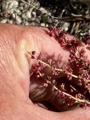 Rumex paucifolius