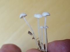 Resinomycena rhododendri