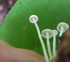 Resinomycena rhododendri