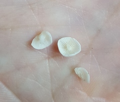 Resinomycena rhododendri
