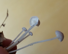 Resinomycena rhododendri