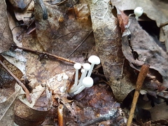 Resinomycena rhododendri
