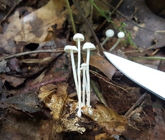 Resinomycena rhododendri