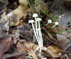 Resinomycena rhododendri