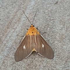 Asota producta