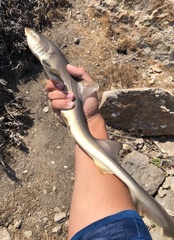 Mustelus californicus
