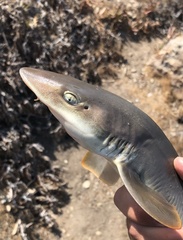 Mustelus californicus