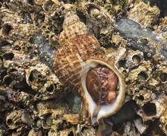 Fusitriton oregonensis