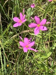 Sabatia brachiata