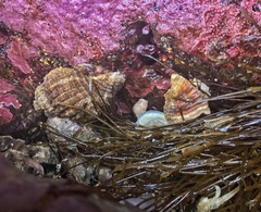 Fusitriton oregonensis