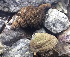 Fusitriton oregonensis