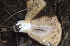 Lactifluus clarkeae