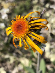 Tephroseris lindstroemii