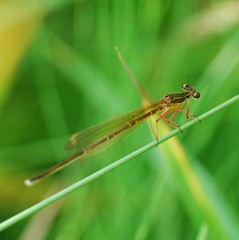 Pseudocopera rubripes