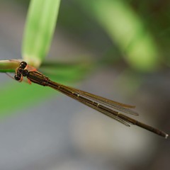 Pseudocopera rubripes