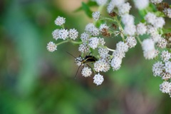 Hypselonotus linea