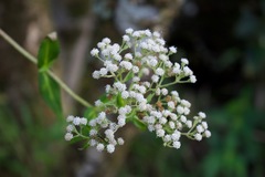 Hypselonotus linea