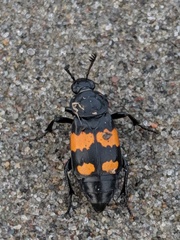 Nicrophorus hebes