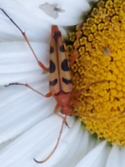 Strangalia sexnotata