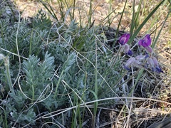 Oxytropis arctica arctica