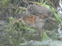 Rallus obsoletus levipes