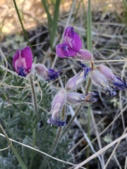 Oxytropis arctica arctica