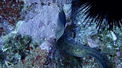 Gymnothorax thyrsoideus