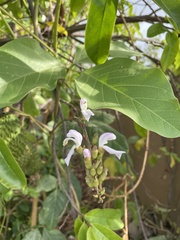 Canavalia ensiformis