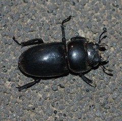 Serrognathus titanus castanicolor