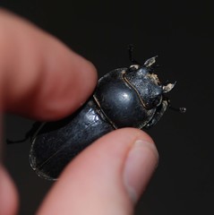 Serrognathus titanus castanicolor