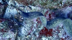 Gymnothorax thyrsoideus