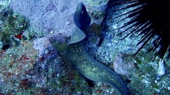 Gymnothorax thyrsoideus