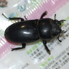 Serrognathus titanus castanicolor