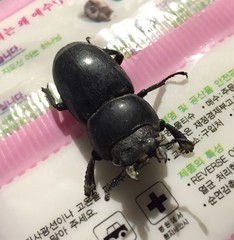 Serrognathus titanus castanicolor