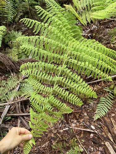 Dryopteris mauiensis