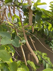 Canavalia ensiformis