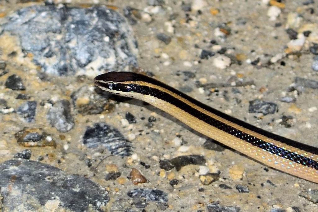 Guerrero Black-Striped Snake