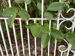 Canavalia ensiformis