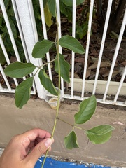 Canavalia ensiformis