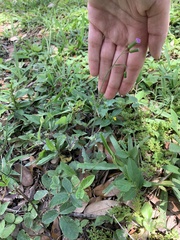 Emilia sonchifolia image