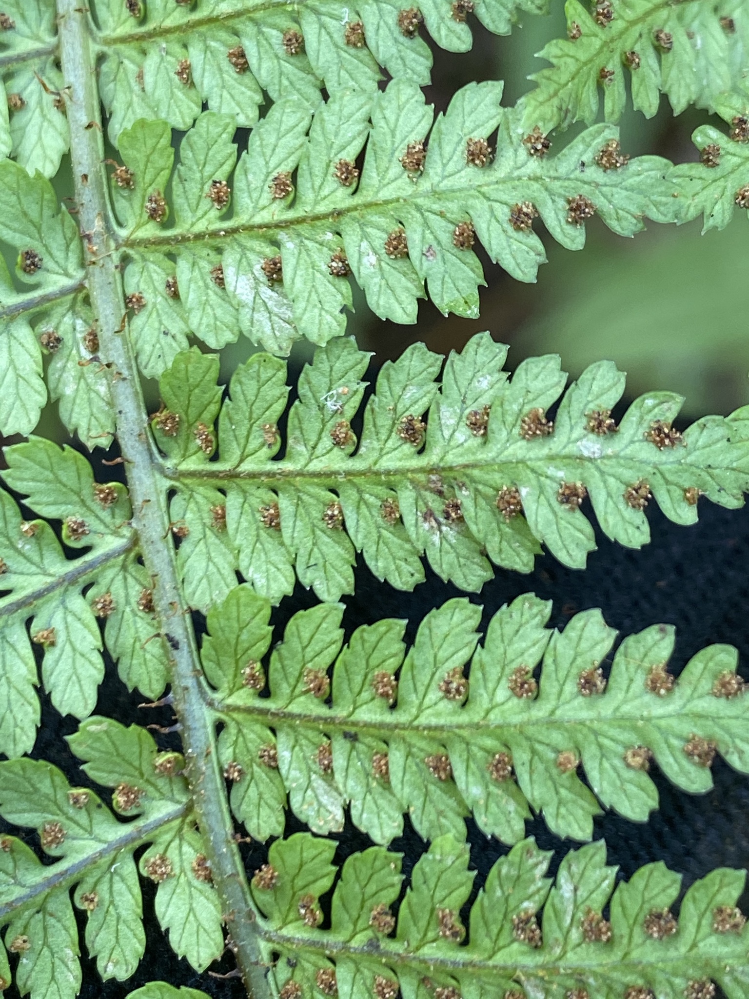 Dryopteris mauiensis
