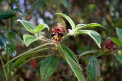 Miconia lacera