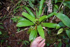 Werauhia