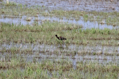 White-faced Ibis photographed in North Dakota