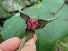 Trillium sulcatum