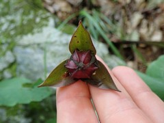 Trillium sulcatum